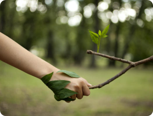 Une plante et quelqu'un se donnent la main