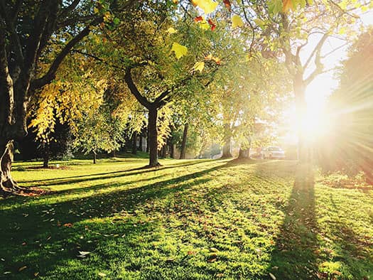 Tree forests with the sun passing through the leaves.